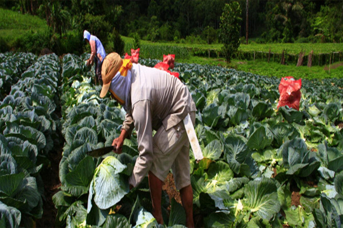  Vegetable Suppliers